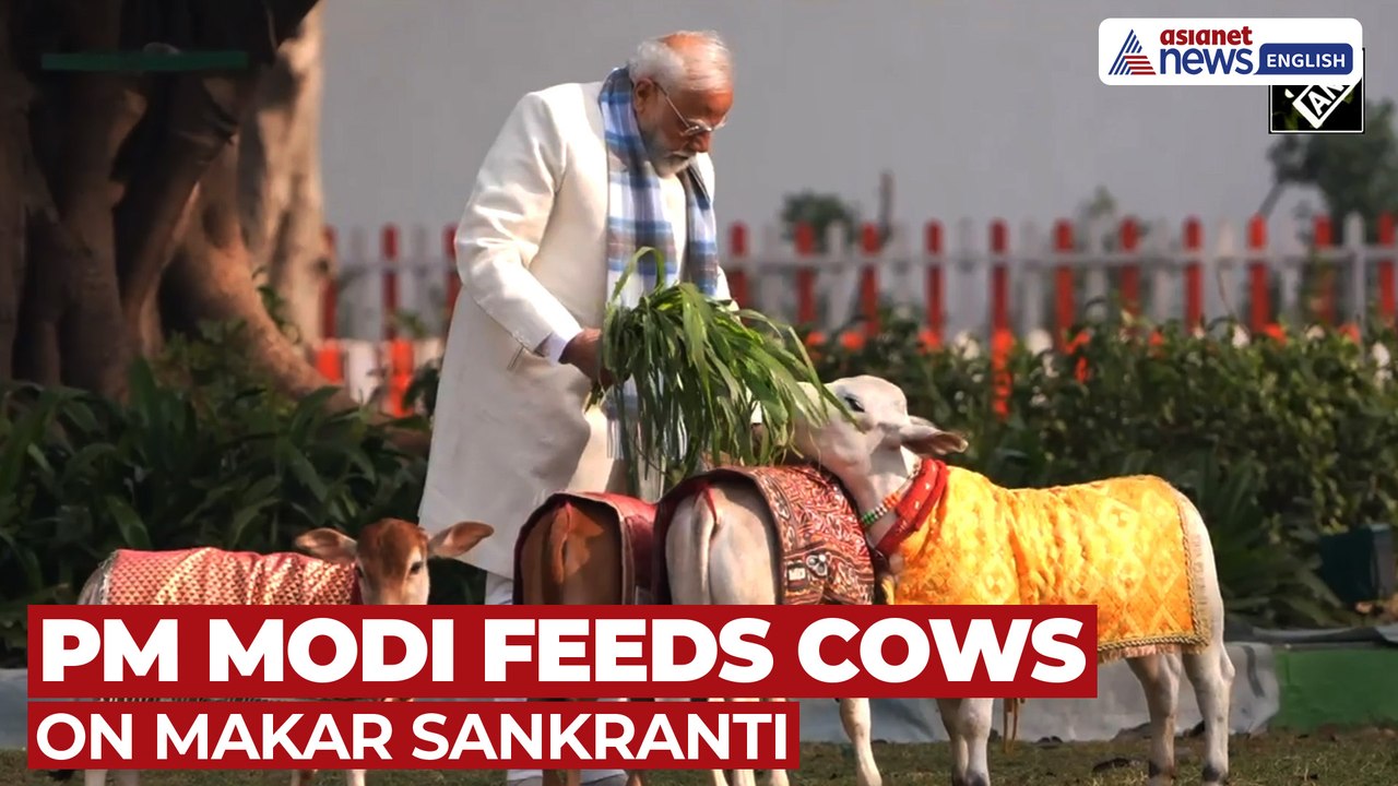 Watch: PM Narendra Modi Feeds Cows on Makar Sankranti | Festive Moment
