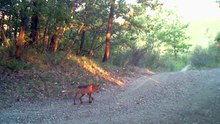 Fauna in Val d'Enza: la vita nascosta delle volpi ripresa dalle fototrappole