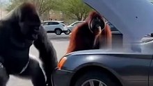 Angry Gorilla Smashes the Car in Rage 😱🦍💥  Unreal Cinematic Scene