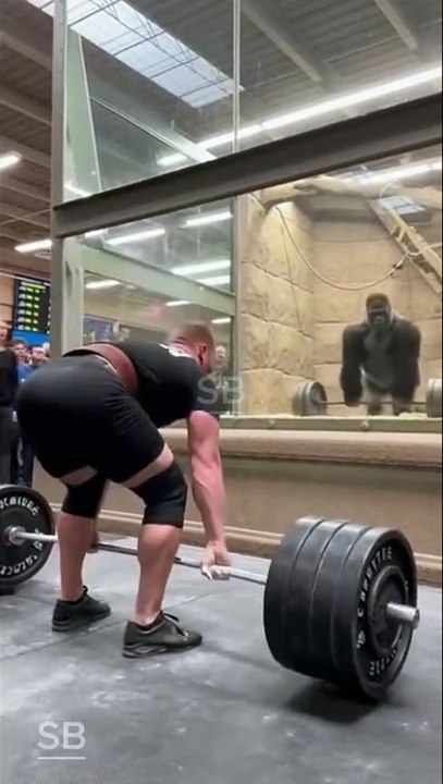 Tough competition-Gorilla Easily Beats Bodybuilder’s 150kg Deadlift Crazy Zoo Moment!  A jaw-dropping moment from an American zoo is going viral worldwide! A pro bodybuilder attempted a 150kg deadlift challenge right in front of a gorilla enclosure to e