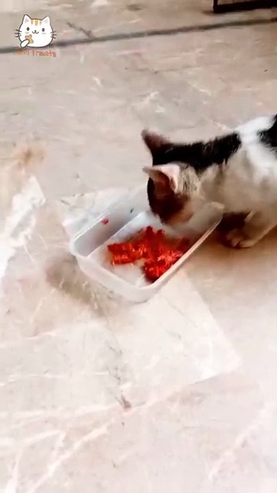 Jelly Cat Food Karachi Reviews | Real Billi Treats Cats, Real Results