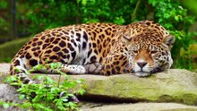 What Is a Jaguar–Lion Hybrid Called? (The Rare Big Cat Hybrid Explained)