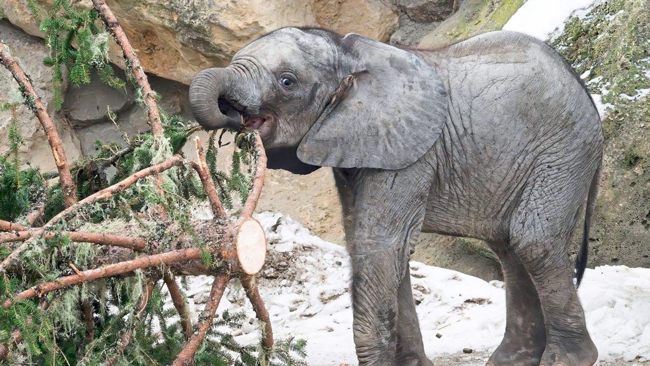 Schönbrunner Weihnachtsbaum wird zum Knabberspaß für Elefanten