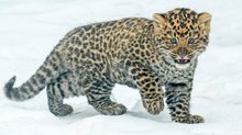 Bedrohte Art: Tiergarten Schönbrunn freut sich über Amurleoparden-Nachwuchs