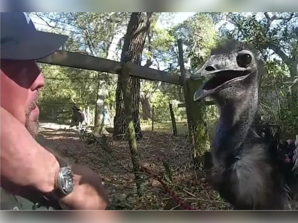 Bis die handschellen klicken: ausgebüxter emu hält polizei auf trab