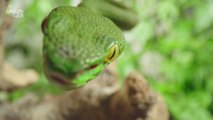 Why Scientists Are Rethinking How Important “Invisible” Hearing Is for Snakes