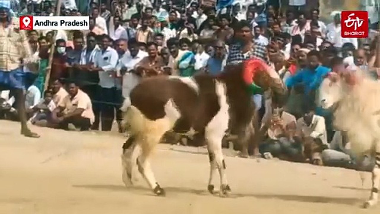 Traditional Ram Fights Add Colour To Sankranti Festivities In Bapatla