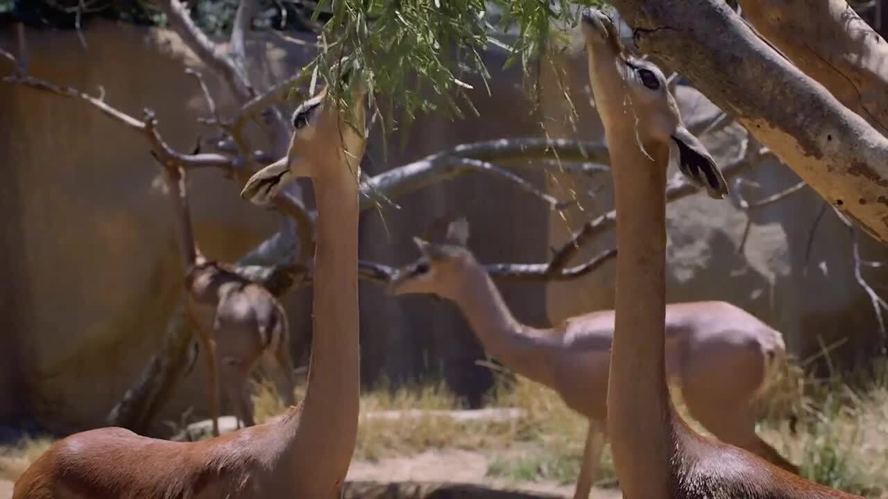 This Animal Can Survive Far Longer Without Water Than You’d Expect