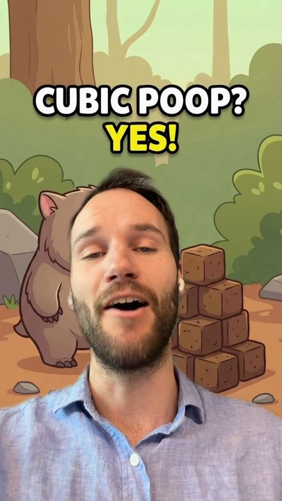 Le POPO CUBIQUE du WOMBAT