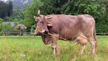 Veronika, une vache, utilise un balai-brosse pour se gratter le corps
