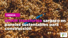 UNAM transforma sargazo en paneles sustentables para construcción