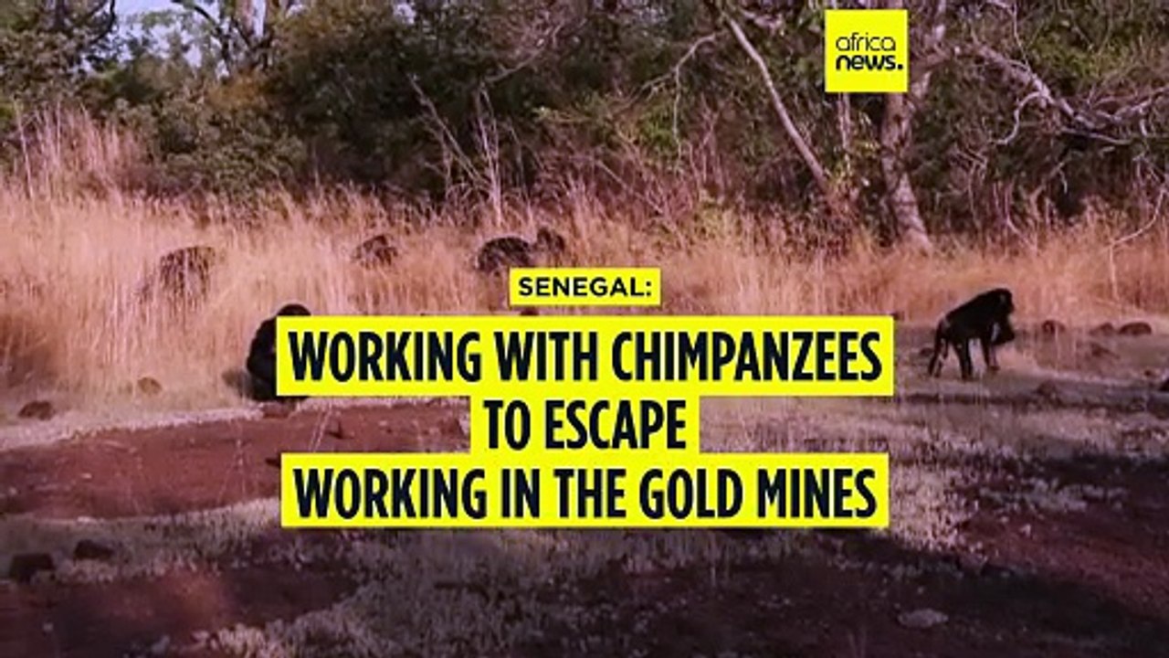 In Senegal, observing chimpanzees saves some from working in the mines