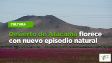 NCC_831 08-Desierto de Atacama florece con nuevo episodio natural