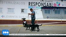 La Agencia de Atención Animal enfrenta acusaciones de irregularidades en el manejo de perritos rescatados