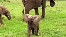 A little Naughty Elephant 🐘 🔥