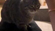 #funny cat #cat #meo #viral #animal #usa # daily shorts