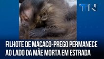 Filhote de macaco-prego permanece ao lado da mãe morta em estrada