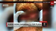 Muere un mono saraguato al ser infestado por la plaga del gusano barrenador