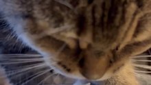 #cat  #funny #viral #animal #usa #dailymotion shorts