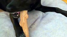 My dog loves her chew stick
