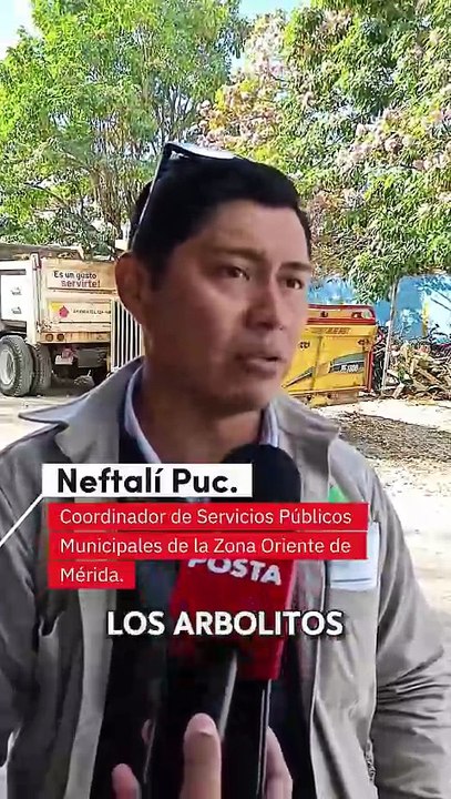 ¿Qué pasa con los arbolitos de Navidad luego de ser desechados en Mérida?