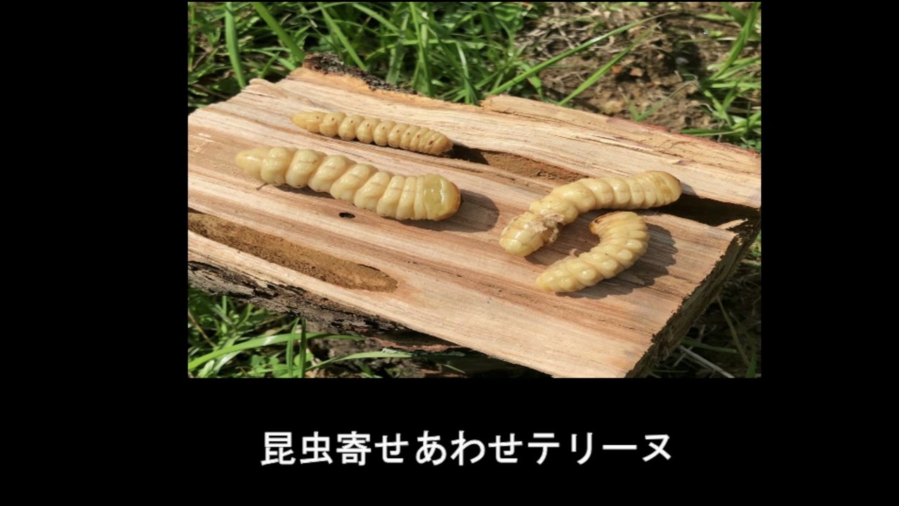 【豆知識】ゲテモノ晩餐会　【Trivia News】The Freak Show Dinner Party