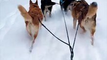 🌲Sled Pull January 15th, 2026 🐕🐕🐕🛷
