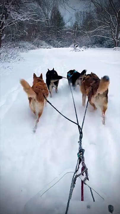 🌲Sled Pull January 15th, 2026 🐕🐕🐕🛷