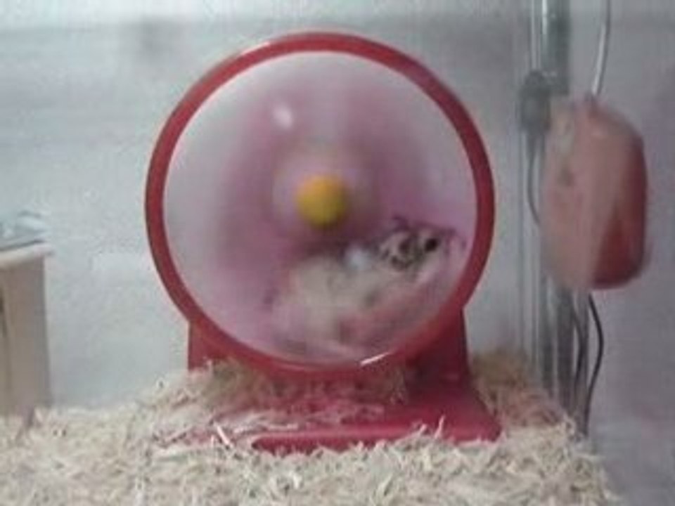 Hamster-roue