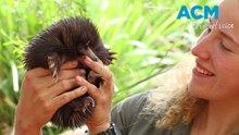 Rare echidna baby 'Piggle' makes adorable debut