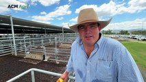 Tamworth New Year store cattle sale