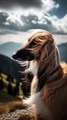 Afghan Hound Dog | English Wildlife Documentary