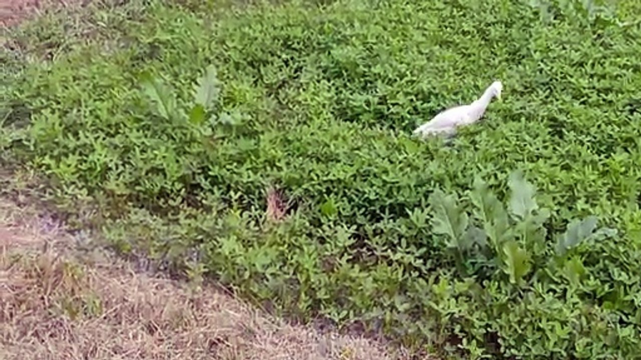 A beautiful bird is searching for food in the grass