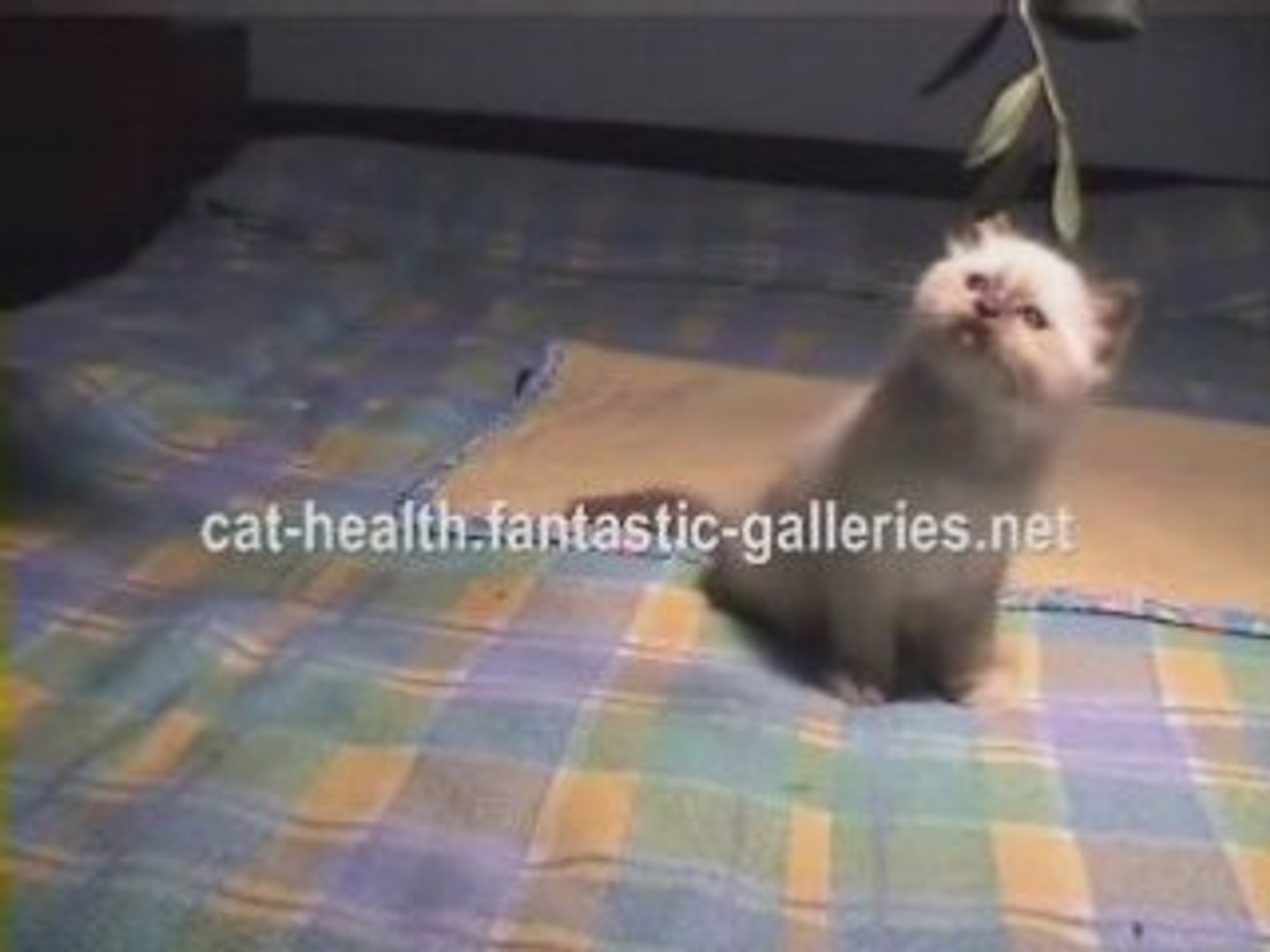 Cat Health.(cat medicine)
