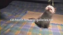Cat Health.(cat medicine)