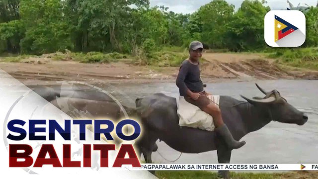 Drill sa pagsagip ng mga hayop tuwing may sakuna, isinagawa sa Davao Oriental sa ilalim ng “Sagip Hayop” Program | ulat ni Regine Lanuza - PTV Davao