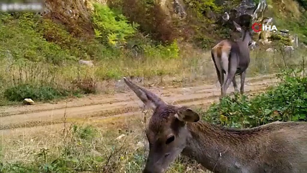 Bursa’nın kızıl geyikleri fotokapana takıldı