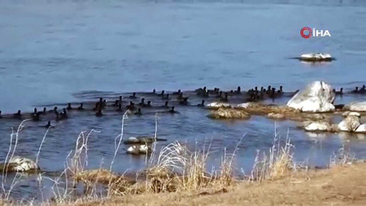 Türkiye'nin sahte penguenlerini görenler gözlerine inanamadı: Gören dönüp bir daha baktı!