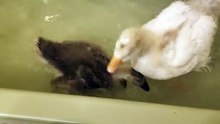 Bath time with Lemongrab and Tooey! | #SparklegleamFarm #Lemongrab #Tooey #farm #goose #farmanimals #UNACCEPTABLE #cute