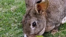 The key to summoning bunnies is a giant pile of veggies. | #SparklegleamFarm #Bunny #homestead #rabbit #farmanimals #cute