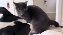 Cat and dog clash on the bed with wild expressions and energy