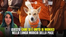 Questo cane si è unito ai monaci nella lunga marcia della pace