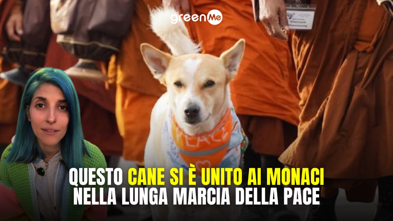 Questo cane si è unito ai monaci nella lunga marcia della pace