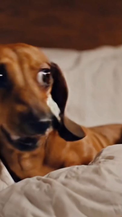 Couette Story : version teckel #animaux #emission #couple #chien #teckel