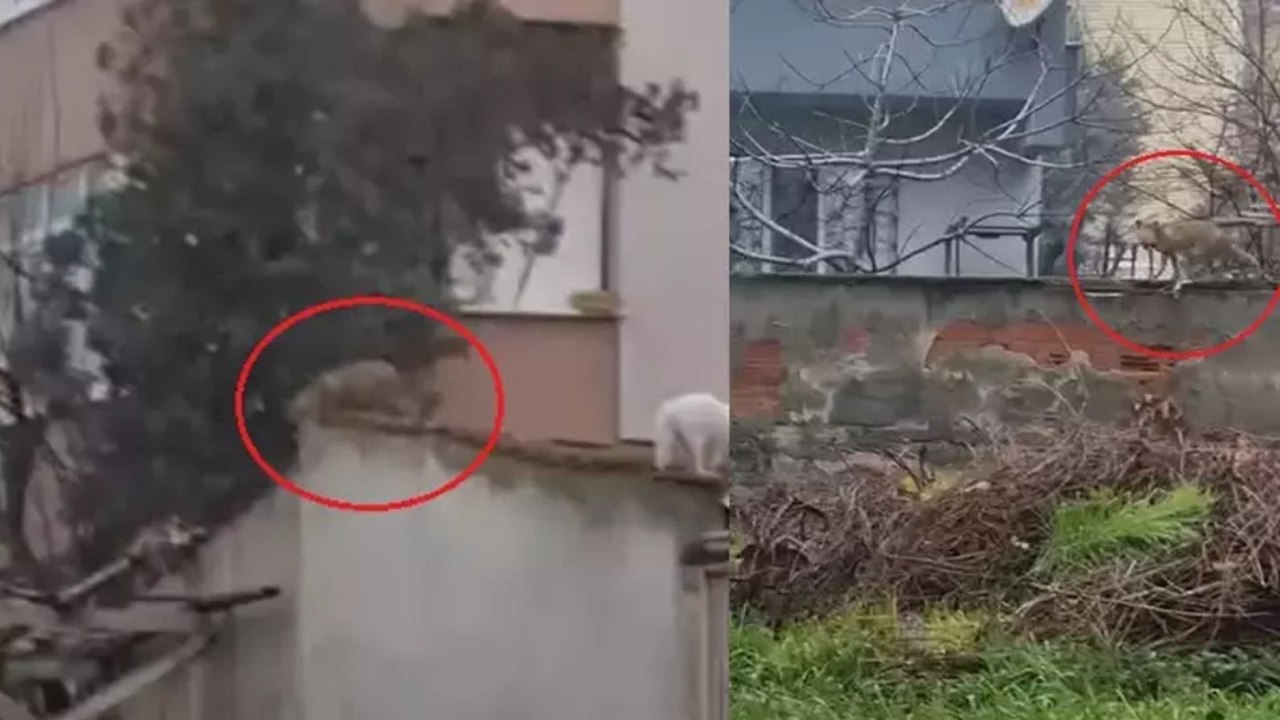 Bursa'da bahçe duvarlarının üstünde gezen tilki kameralara yansıdı