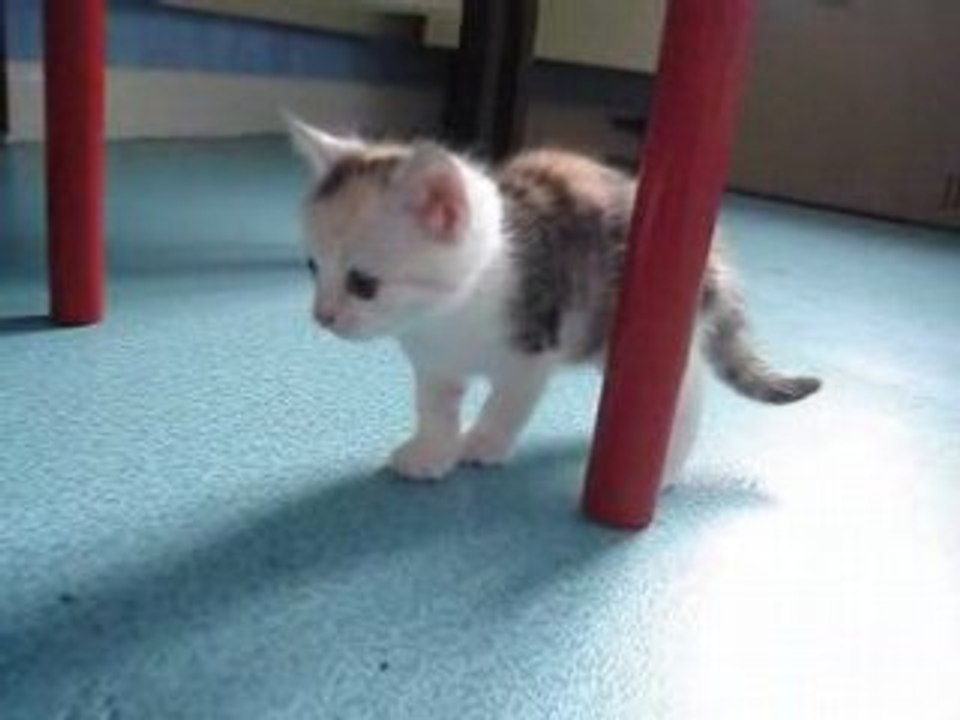 chaton papy