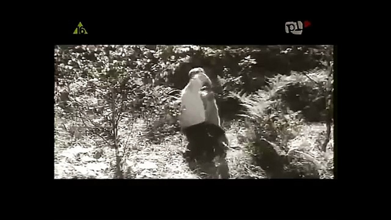 TROJE I LAS --FILM POLSKI