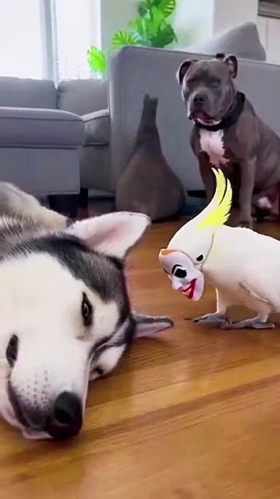 “Husky Thought It Was a Monster… It Was a Tinny 😁😂”.#talkingparrot #animallovers #doglover #us
