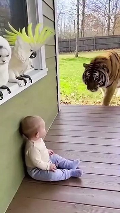 “Brave Cat & Tinny Just Scared a TIGER Away 😳.#talkingparrot #catlovers #usapets #animallovers