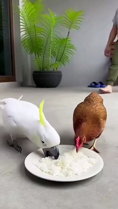 “Tinny Said WHAT! 😂🐔”.#talkingparrot #usapets #viralpets #birdtok #petcommunity